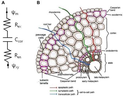 Composite Transport Model and Water and Solute Transport across Plant Roots: An Update